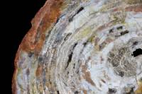 Tronc d'Araucaria silicifié (Petrified Forest NP, Arizona, USA)